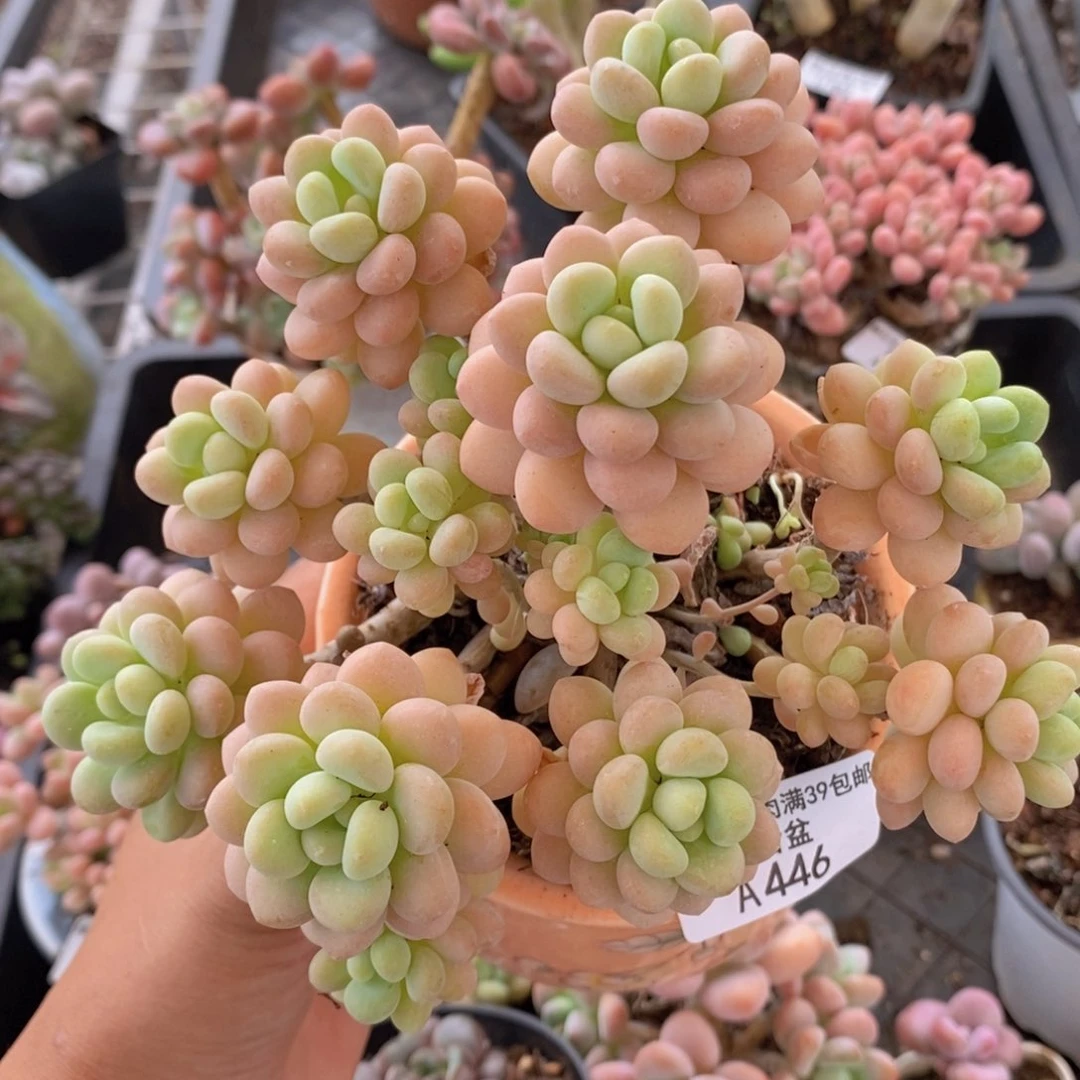 洛可可13cm446多肉植物