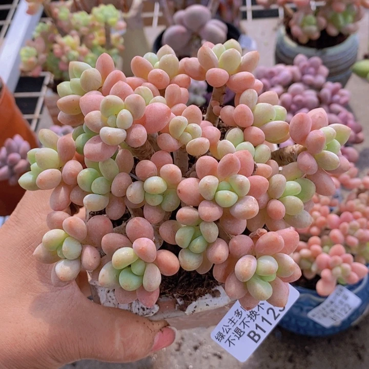 鱼子酱1123/10cm多肉