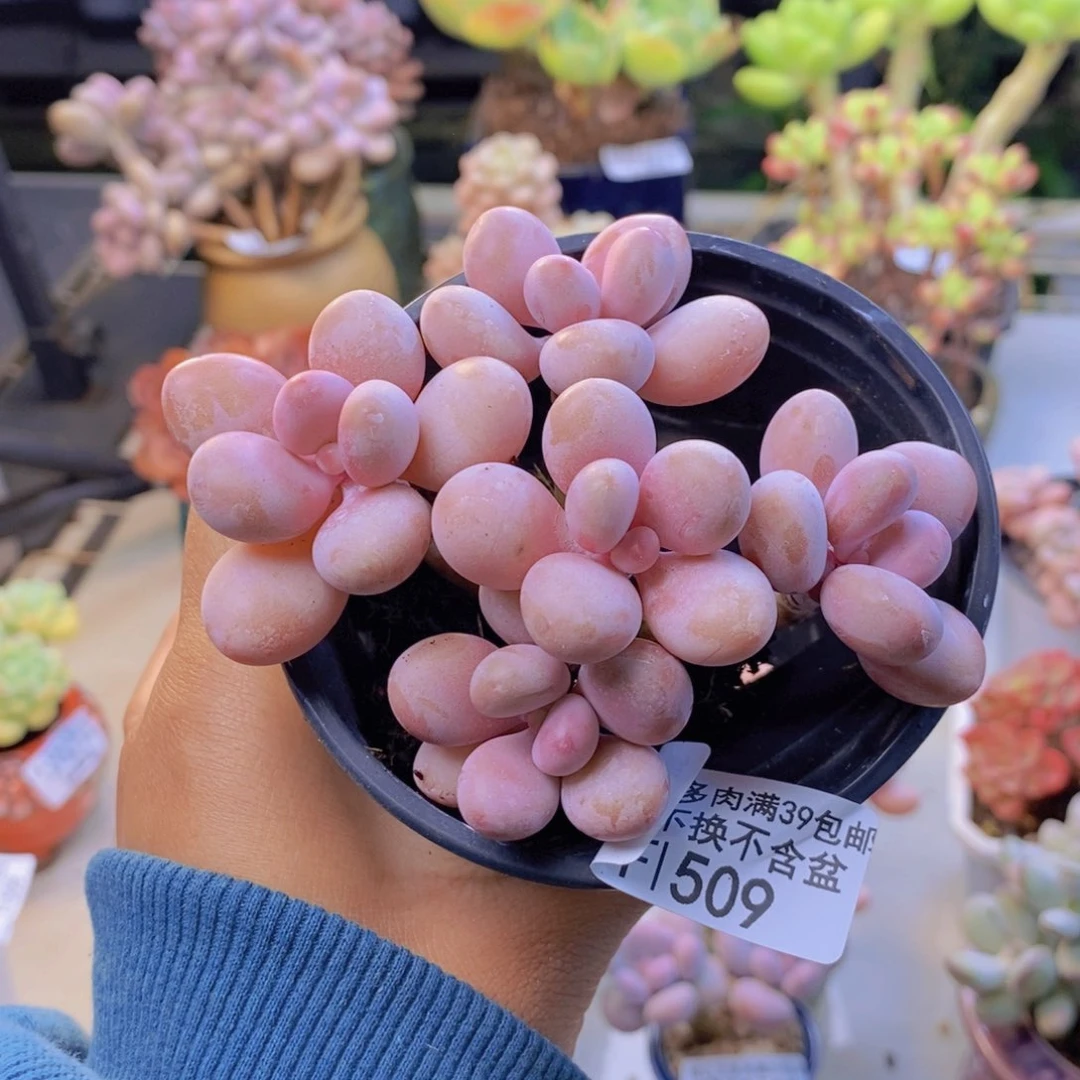 拾*➰509糖果桃蛋多肉8c m