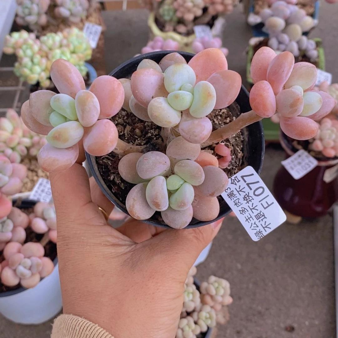 香水洛神077/7v m