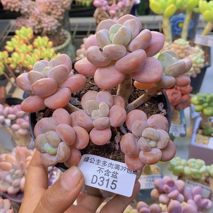 315橘子香水多肉有砍