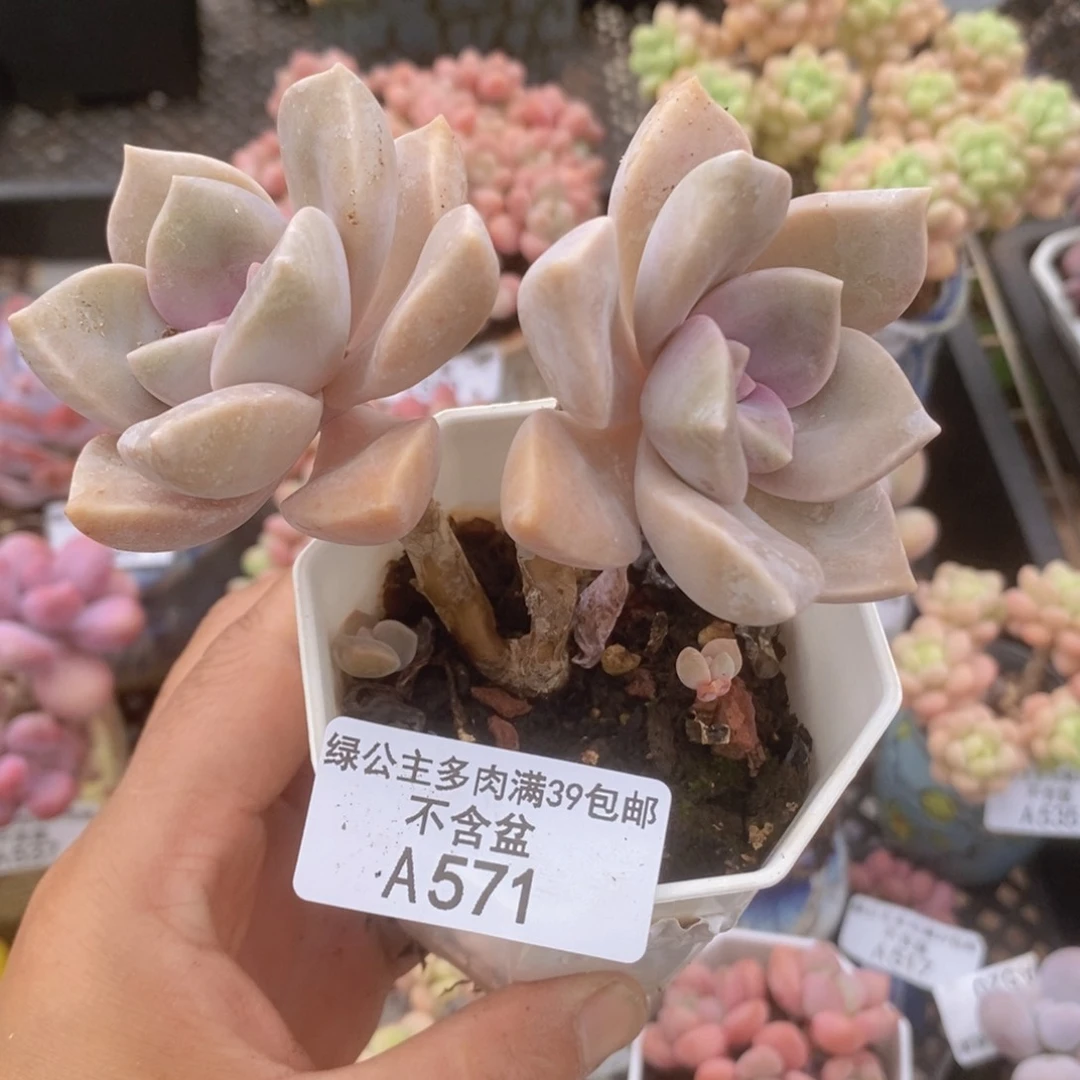 紫桃6cm571多肉植物