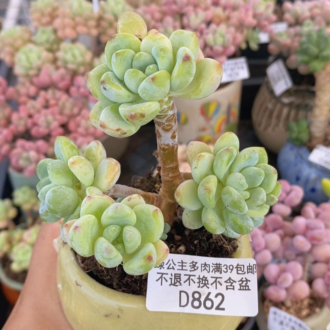 樱花罗琦7cm862多肉植物