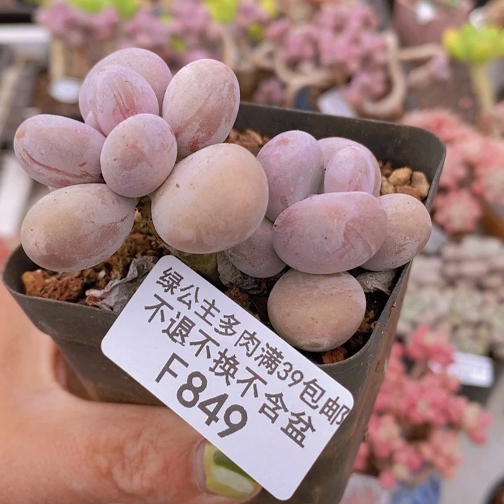 韩版蛋黄奶6cm849多肉植物