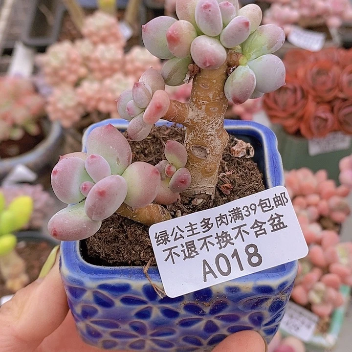 四代苹果奶018多肉植物