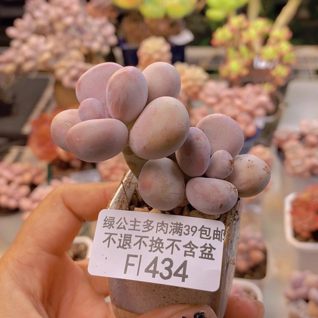 434蛋黄奶多肉6c m