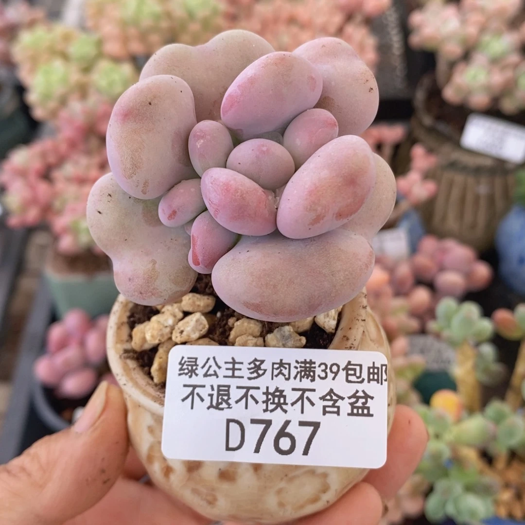爱心桃蛋767多肉植物