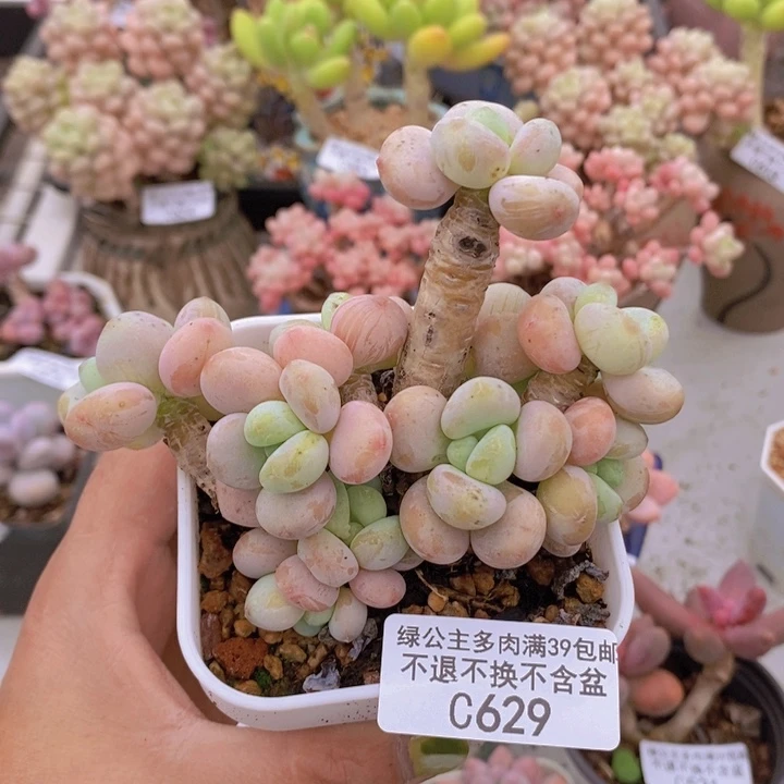 香水洛神老桩8vm629多肉植物