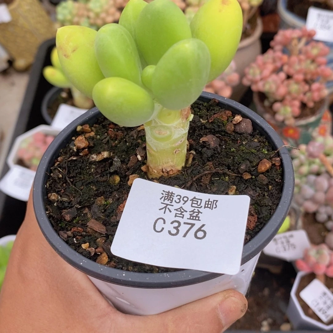 金蟾单头376多肉植物