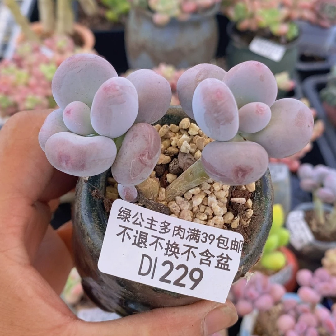 彩虹奶7cm229多肉植物