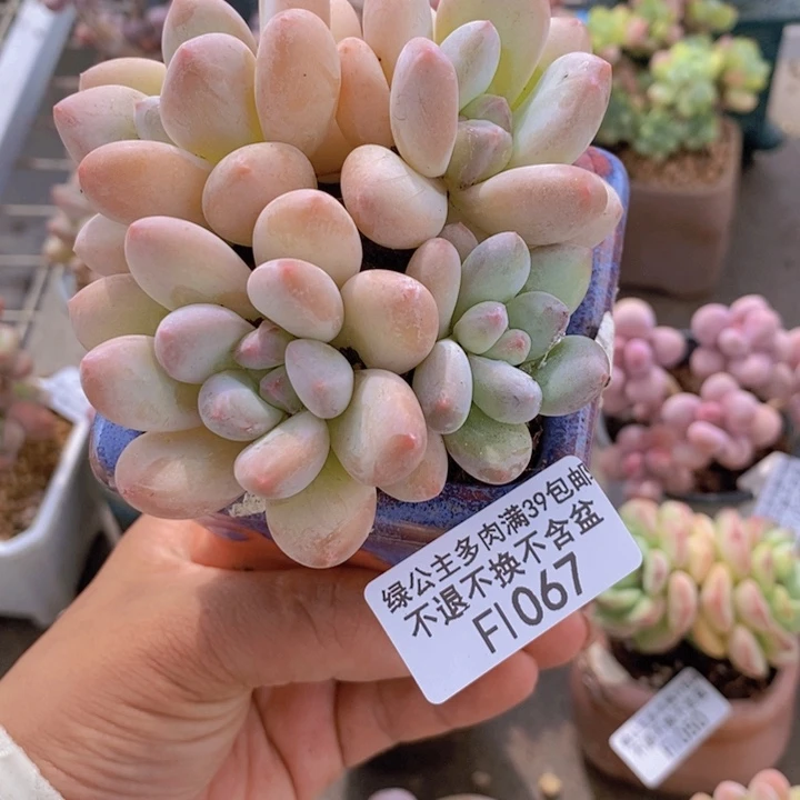 香水1067/7cm多肉