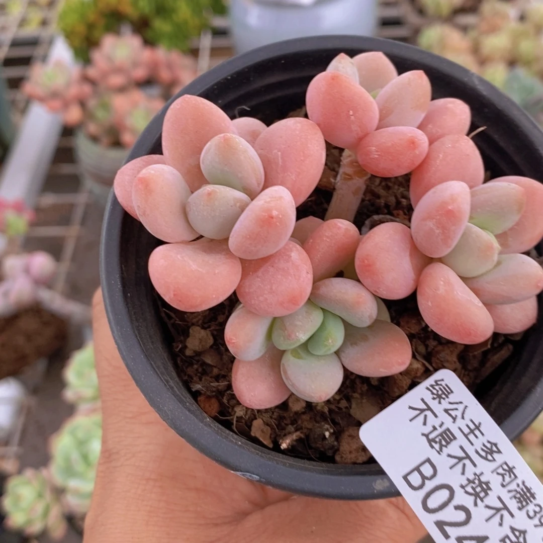 香水洛神024:6c m