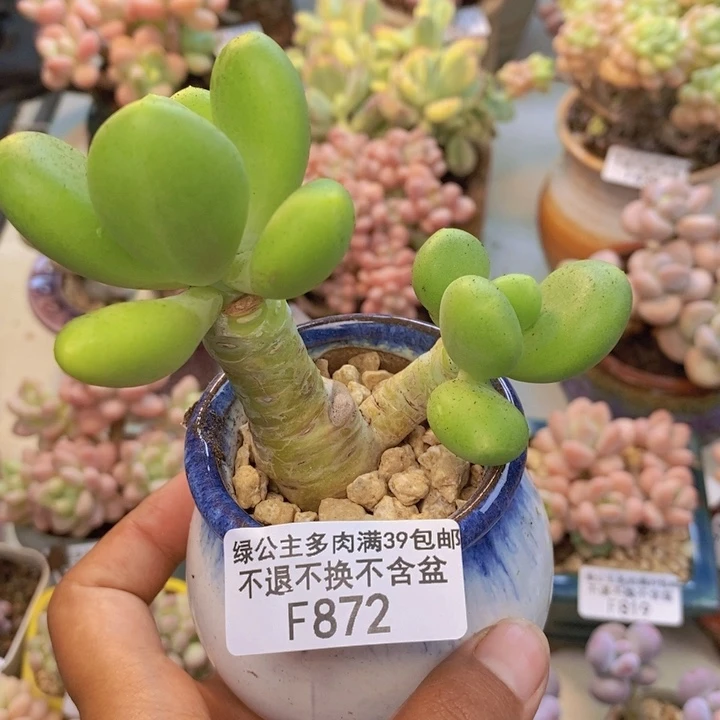 872金蟾多肉肉6cm