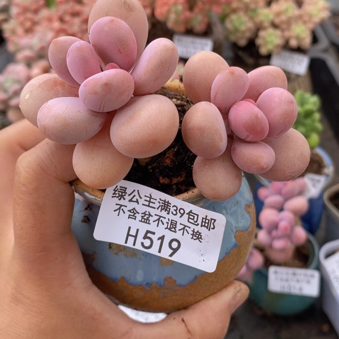 糖果桃蛋8cm519多肉植物