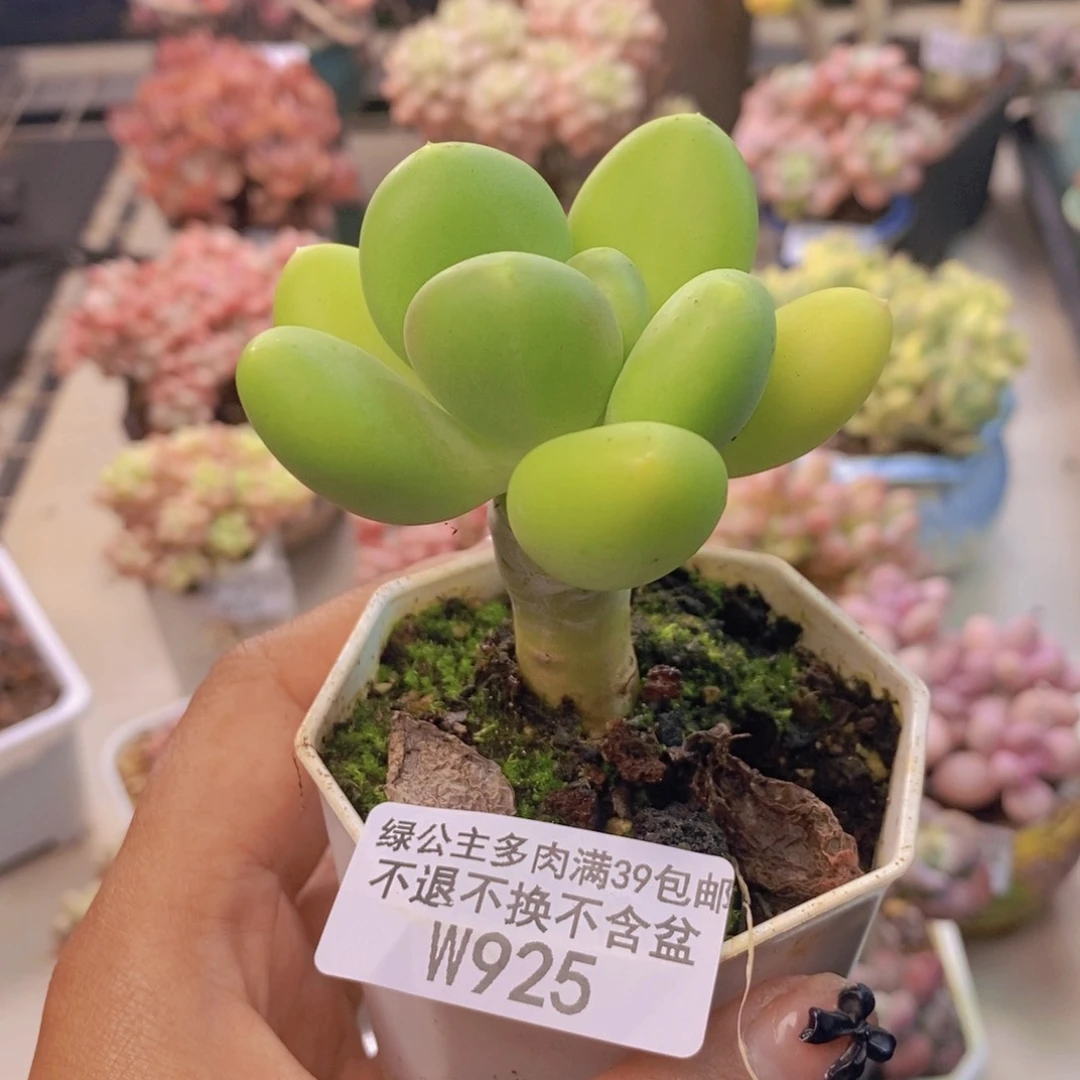 925金蟾多肉肉5c m
