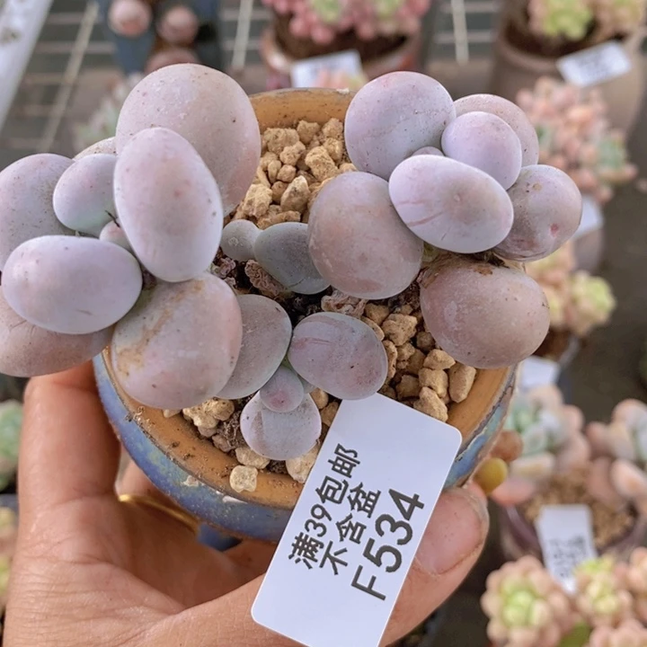芭比奶酪534/7c m