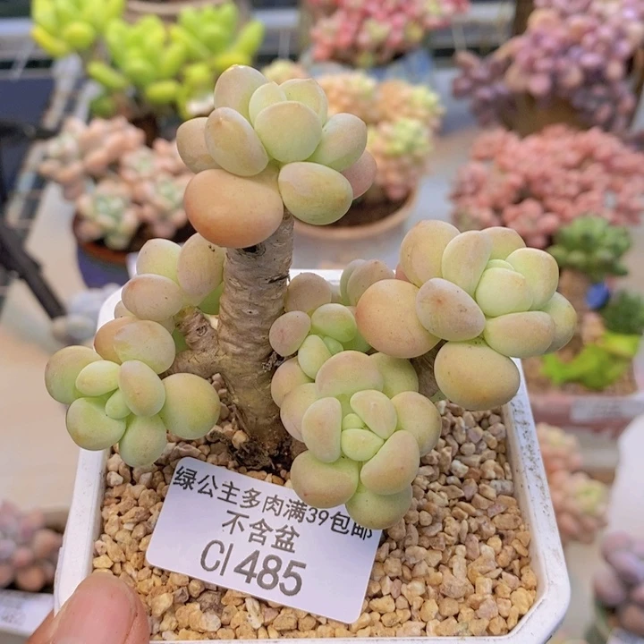 485花朵洛神多肉7c m