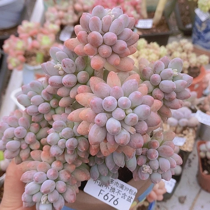 婴儿手指老桩12vm676多肉植物
