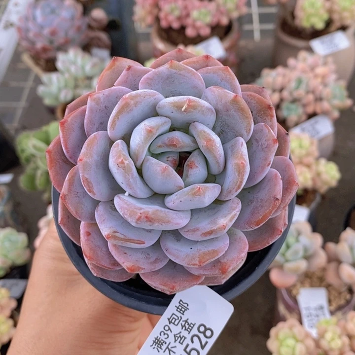 橙子528/8vm多肉