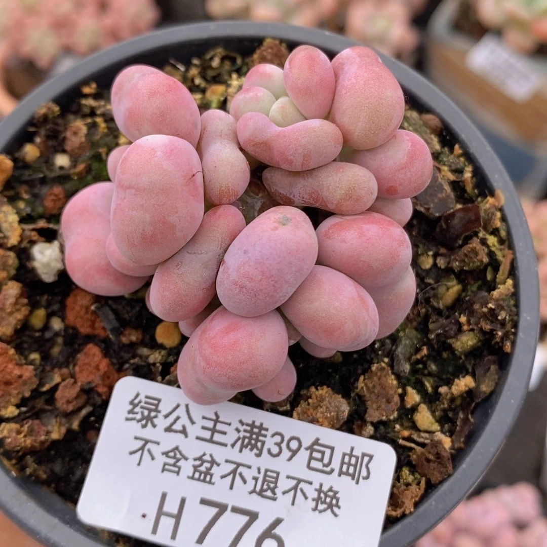 心形桃蛋5vm776多肉植物
