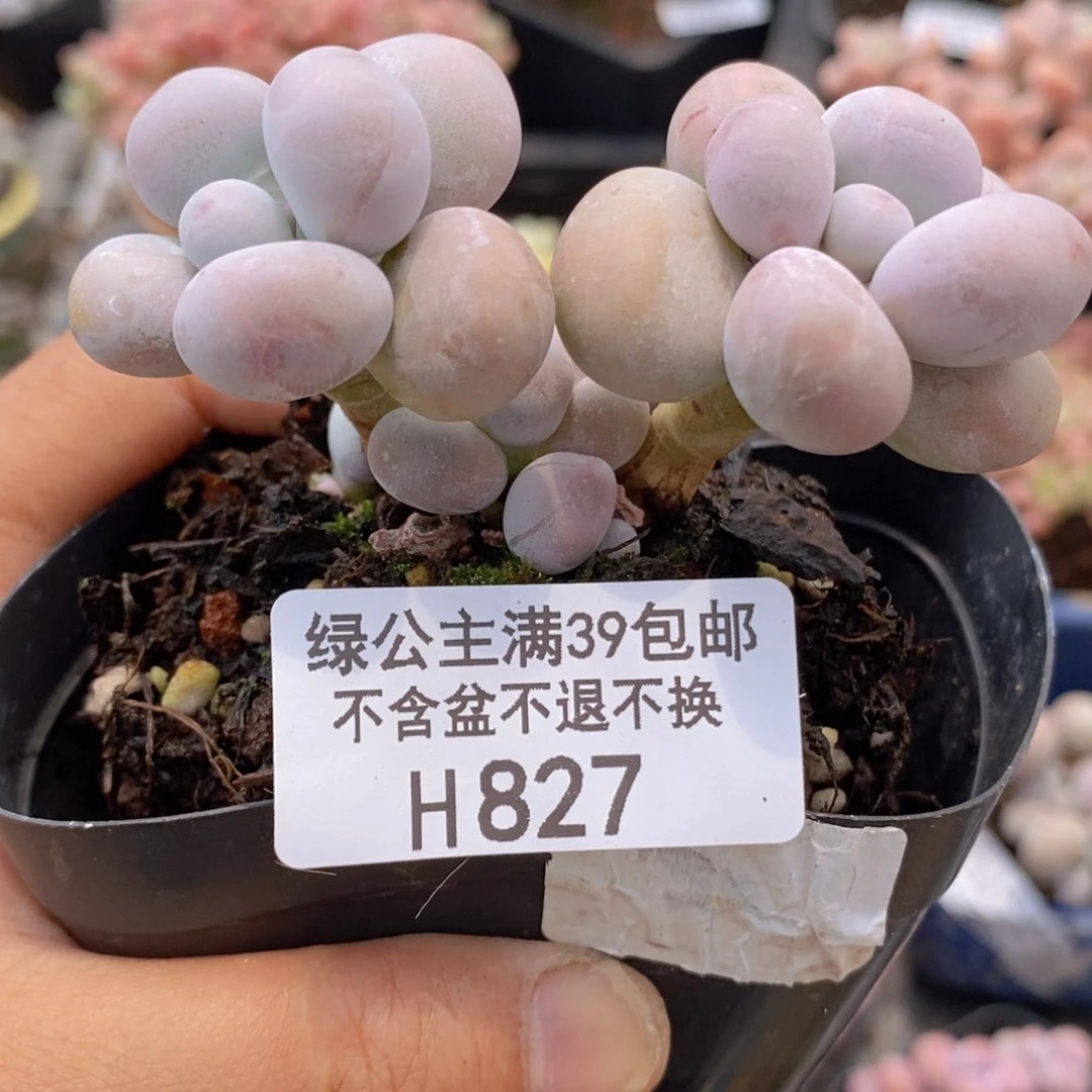 芭比奶洛6cm827多肉植物