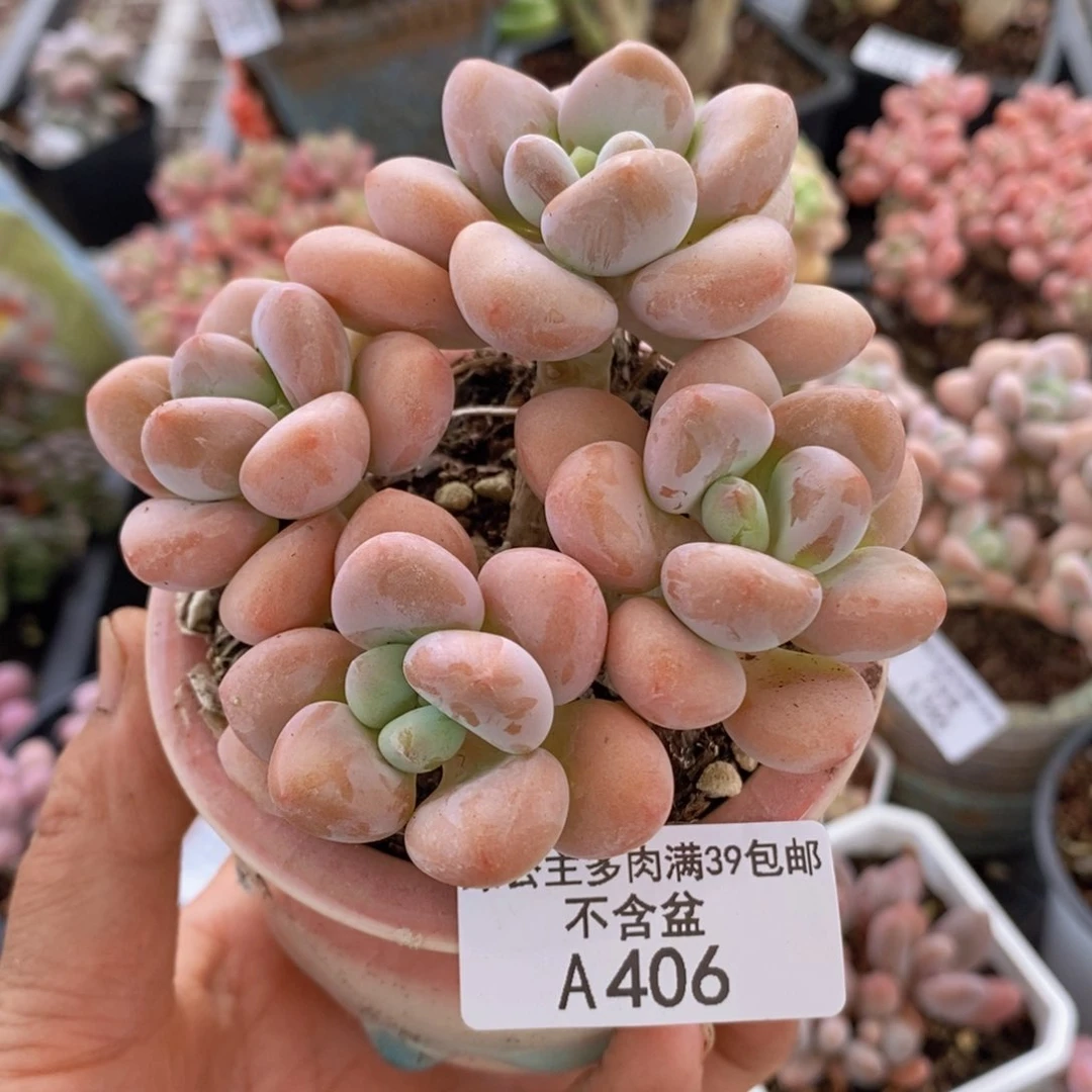 橘子香水洛神9cm406多肉植物