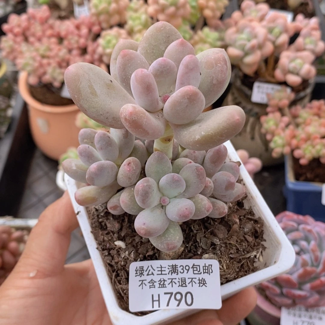 蛋黄奶群7cm790多肉植物