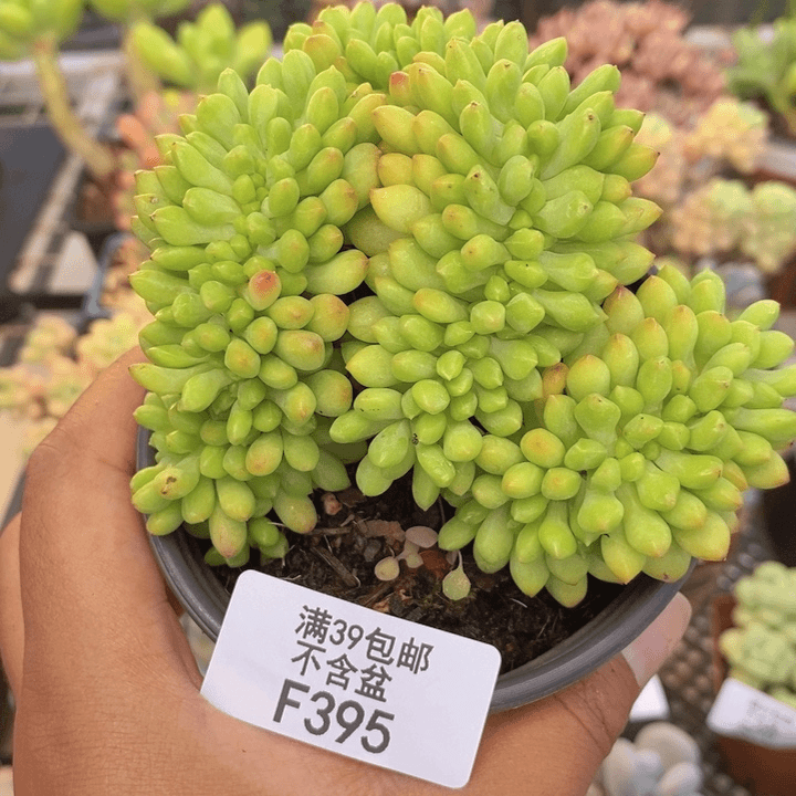 395春萌缀多肉8cm