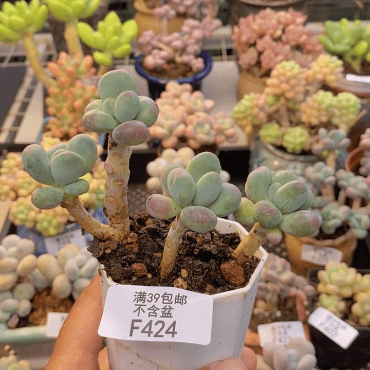 424苹果奶多肉7cm