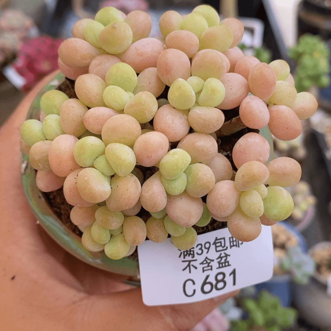 洛可可6cm681多肉植物