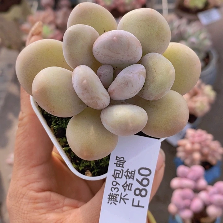 秋蛋黄奶860/6cm多肉