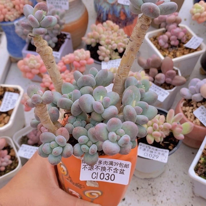 一代苹果奶9vm1030多肉植物