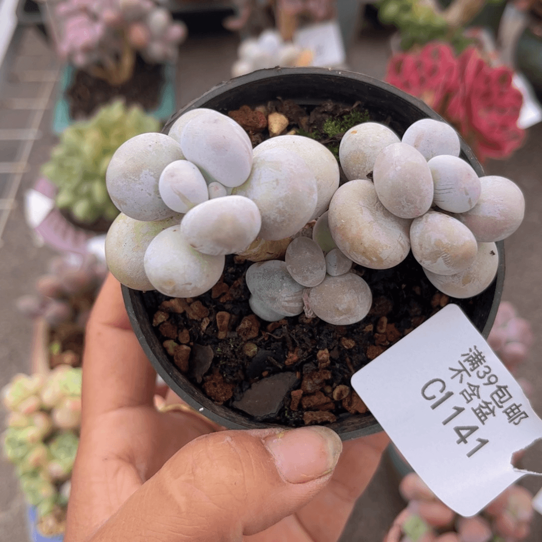 芭比奶酪1141/7c m