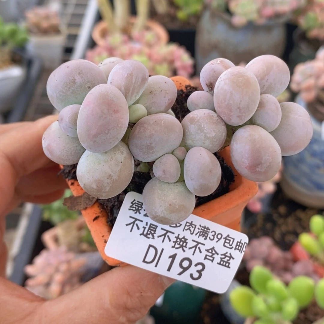 芭比奶洛6cm193多肉植物