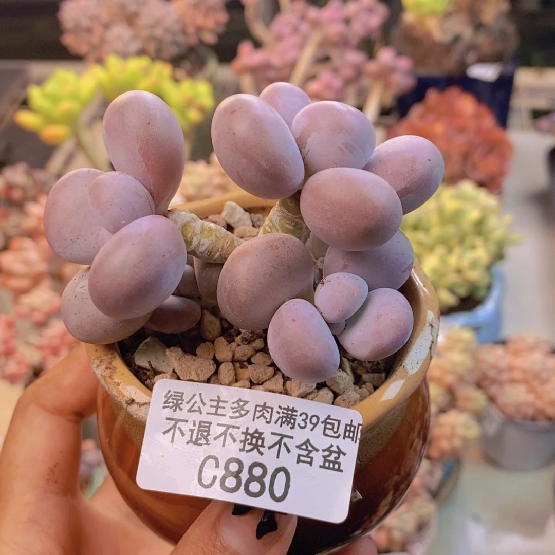 880芭比奶多肉7c m