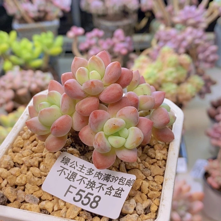 558花朵洛神多肉5c m