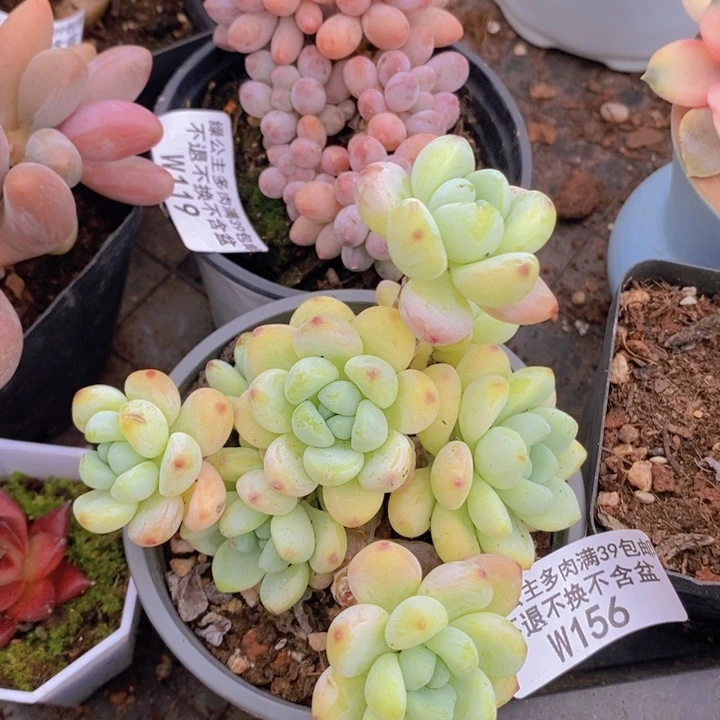 樱花罗琦8cm156多肉植物