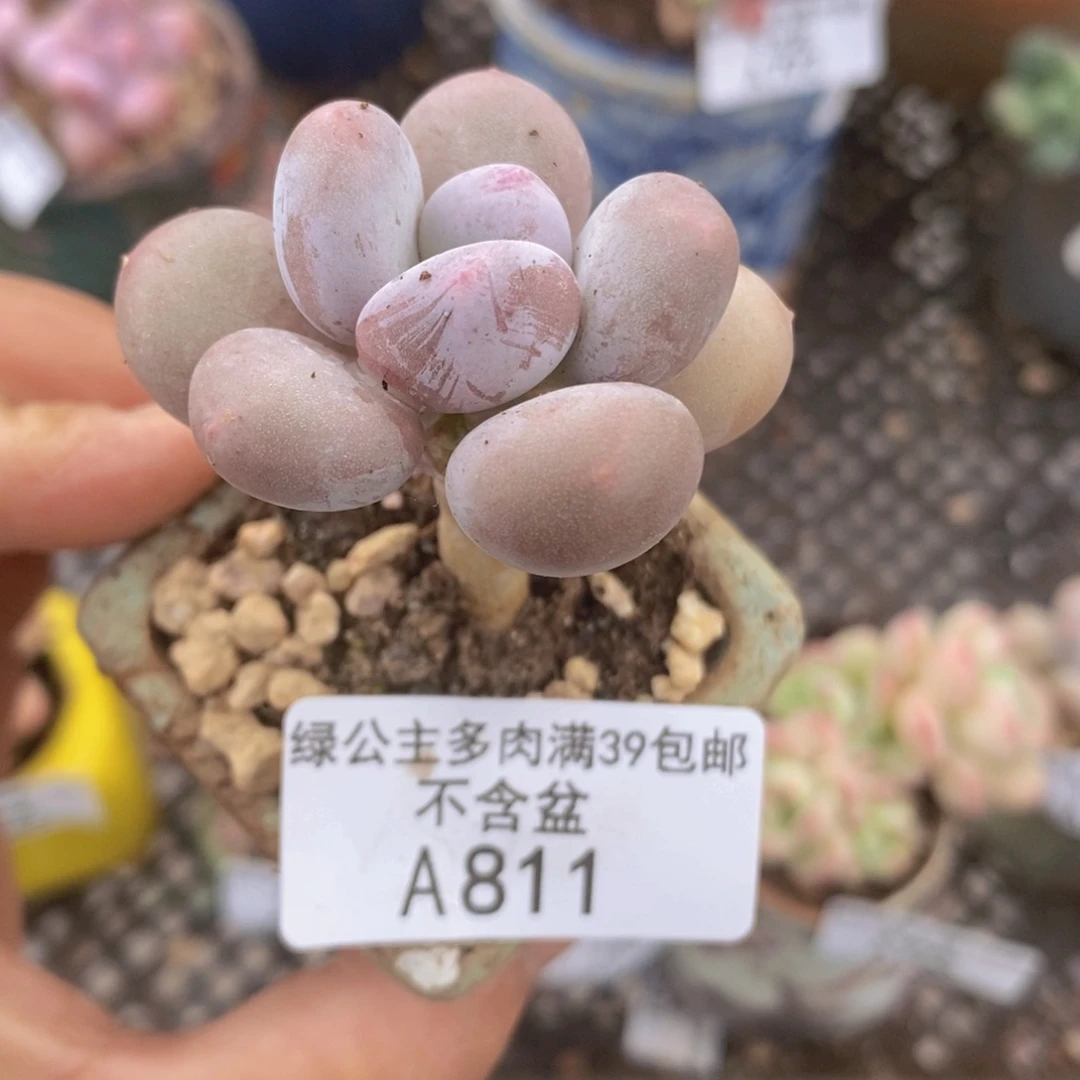 蛋黄奶4cm811多肉植物