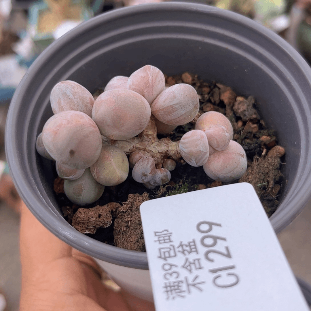 糖果美人1299/5v m