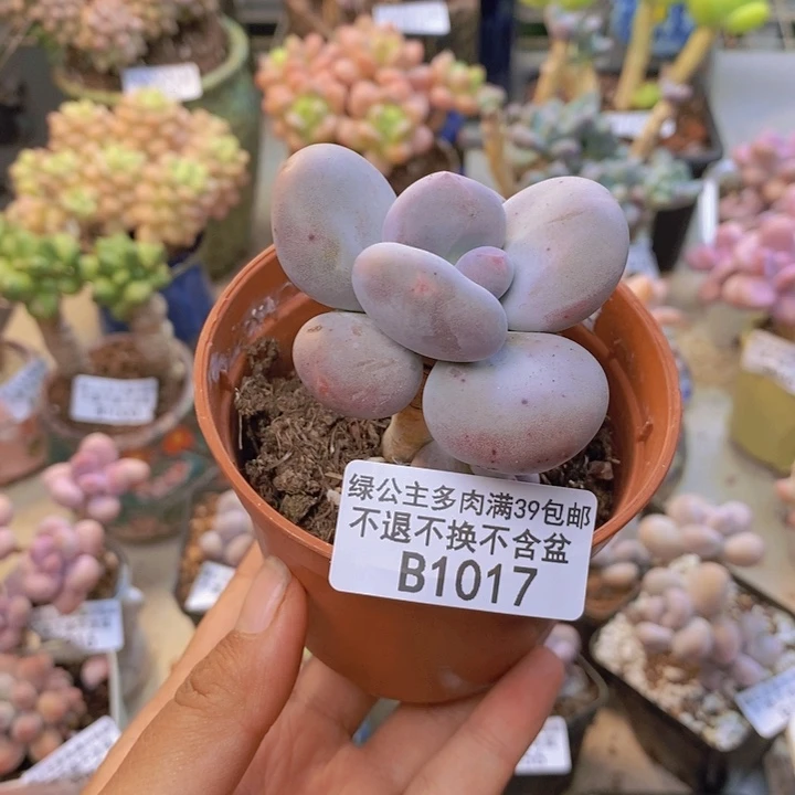 繁*⭐1017大叶奶多肉5c m