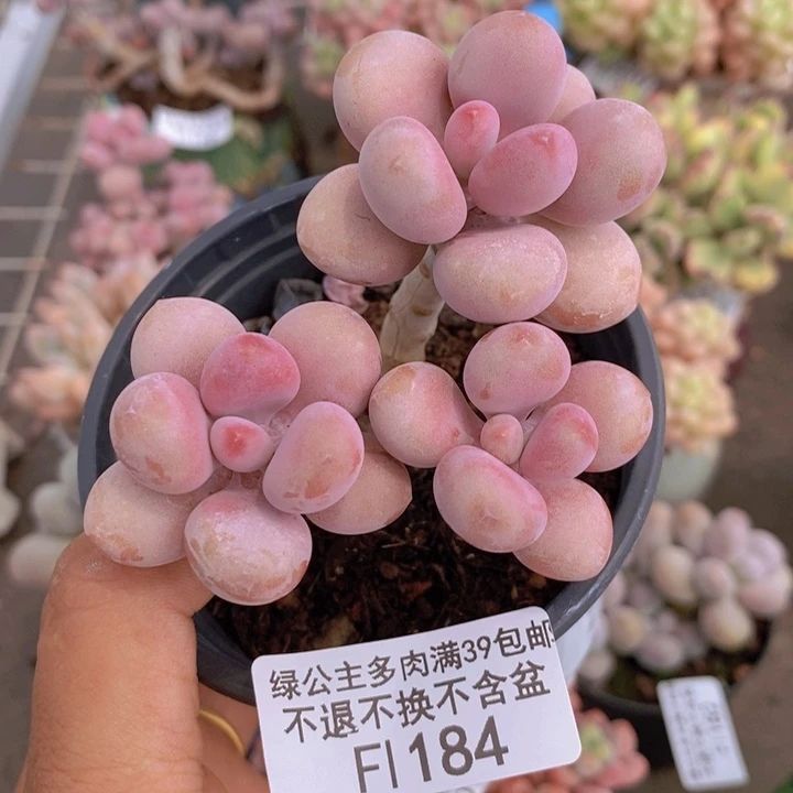 糖果桃蛋184/7c m