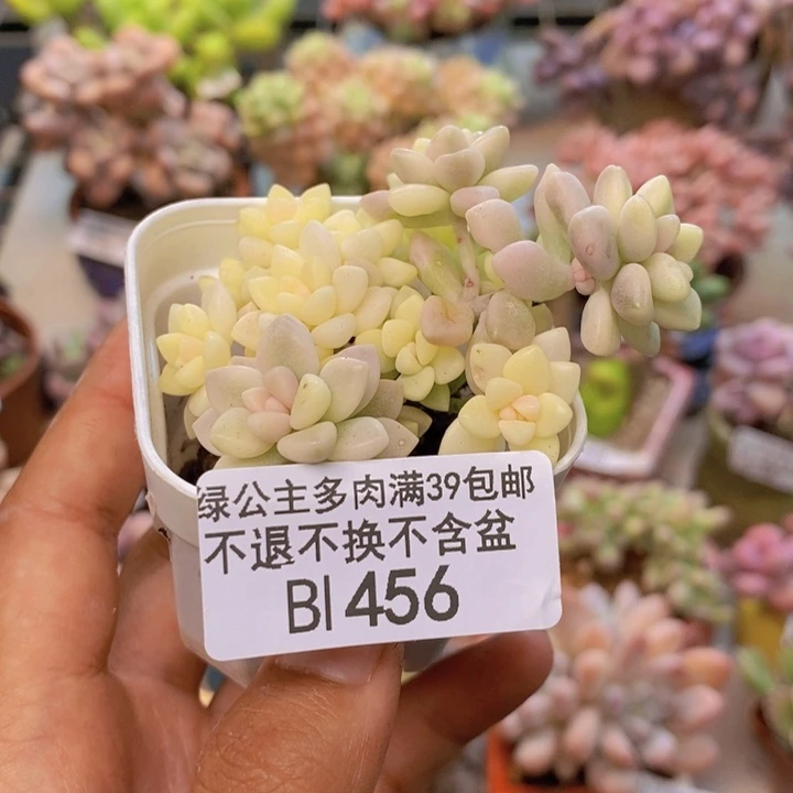 456姬秋丽锦轻微掉叶4cm