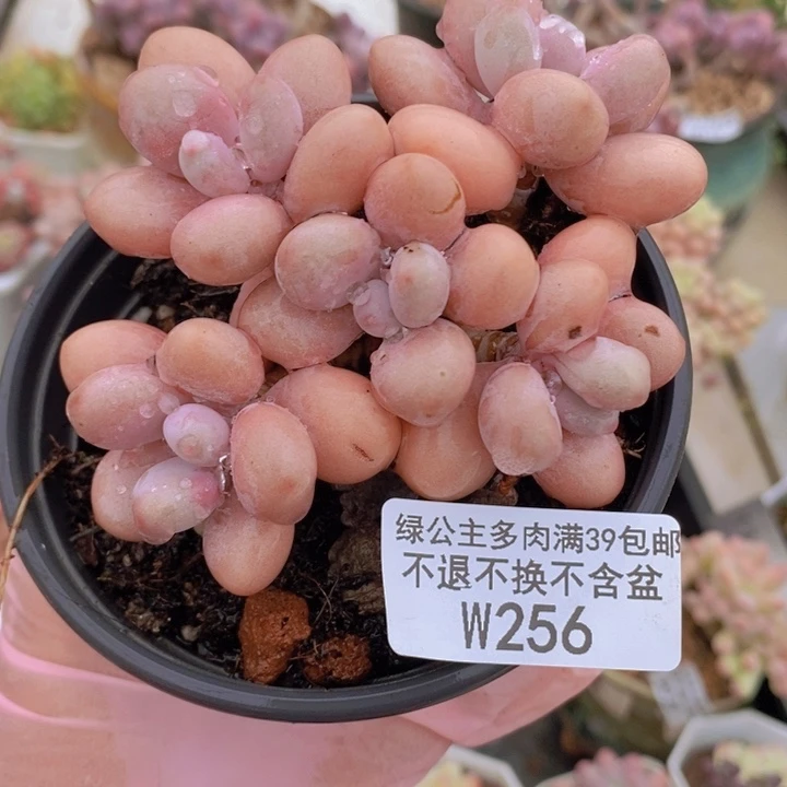糖果桃蛋老桩8vm256多肉植物