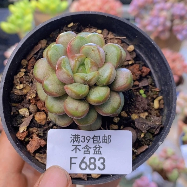 683黑水晶葡萄多肉4cm