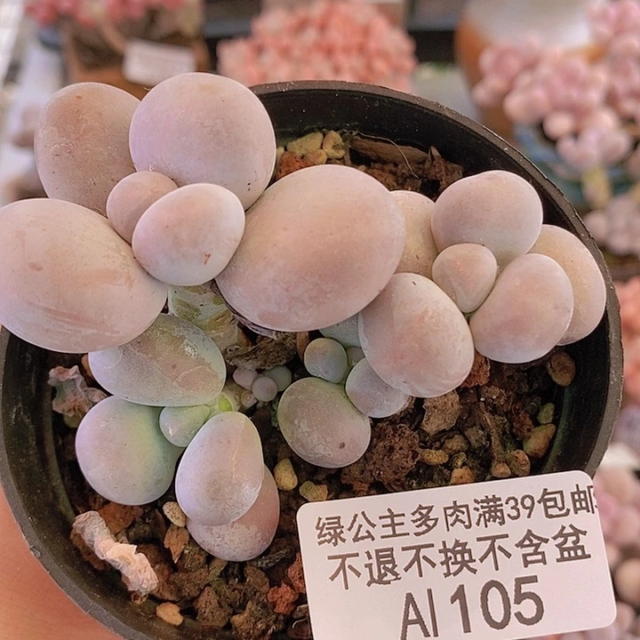 芭比奶洛7cm105多肉植物