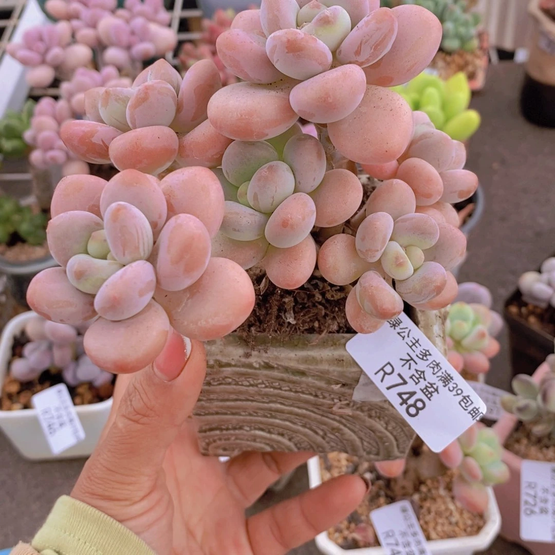 香水洛神748/10c m有砍