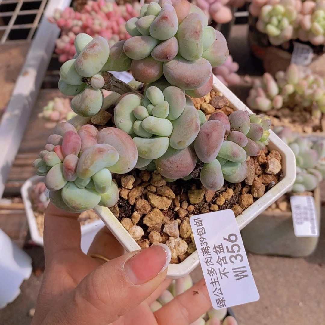 红洛神356/8cm多肉