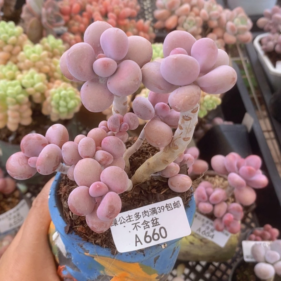 桃蛋老桩9cm660多肉植物
