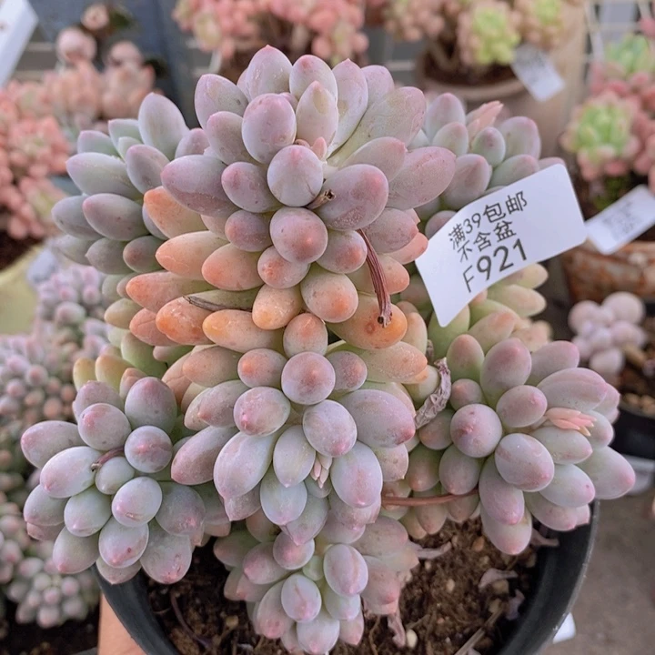 婴儿手指921/10cm