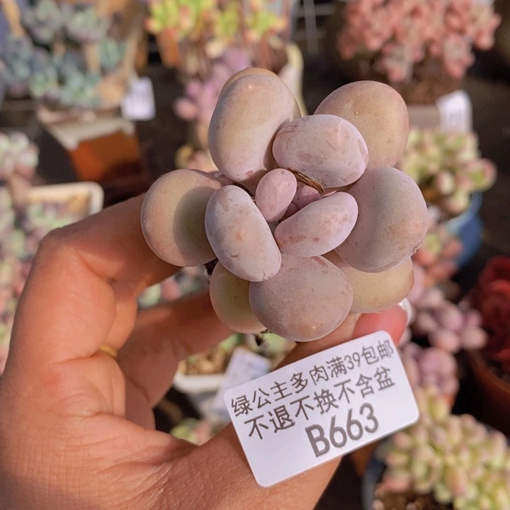 丸叶蛋黄奶663/4c m